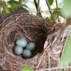 Nests & Nesting Material