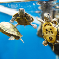 Turtles