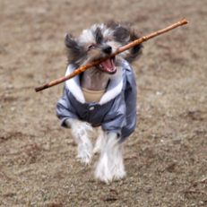 Sticks