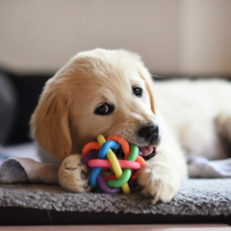 Chew Toys