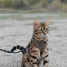 Walking