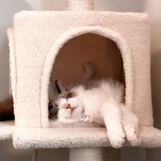 Housing & Bedding