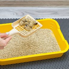 Cat Litter