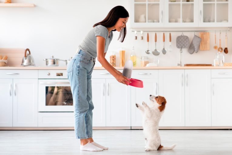 Cute dog jack russel terrier breed standing on hind legs, waiting for food, young asian woman in casual outfit feeding her pet, kitchen interior, full size photo, side view, panorama with copy space