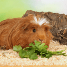 Guinea pig