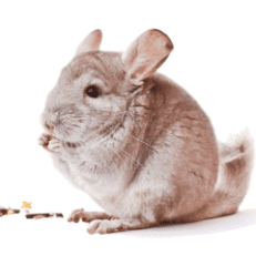Chinchilla