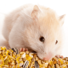 Hamster