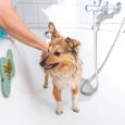 shetland sheepdog under shower