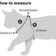 how_to_measure