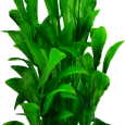csm_TR30047_9631_Hygrophila_S_5bbf0c4216