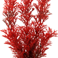 csm_TR30048_9631_RedFoxtail_S_d876facd26