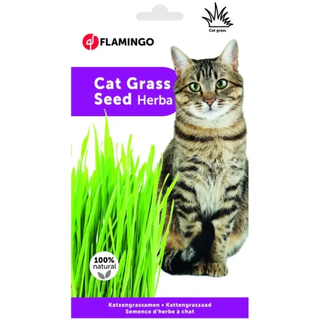 Cat Grass Seed Herba