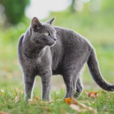 Hypoallergenic