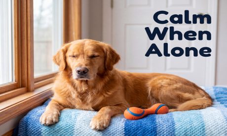 Separation Anxiety Recovery Workbook