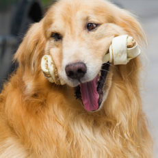 Rawhide